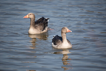 Fototapeta premium Fluffy Little Goose Swimming in Serenity