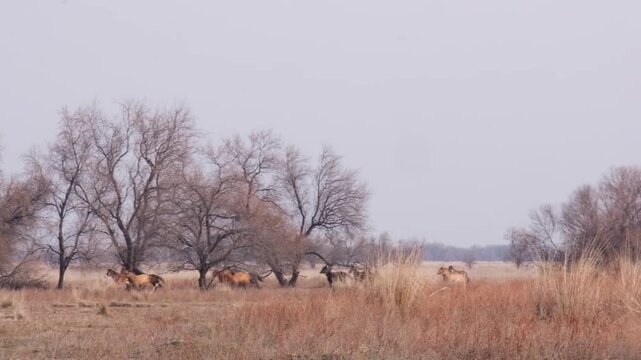 Wild horses or deer grazing in a dry steppe meadow with autumn trees under a hazy sky. Wide shot of animals in their natural habitat suitable for nature documentaries, environmental themes, and travel