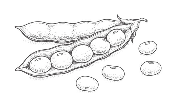 Black and white line of peas in and out of their pods peapods lineart