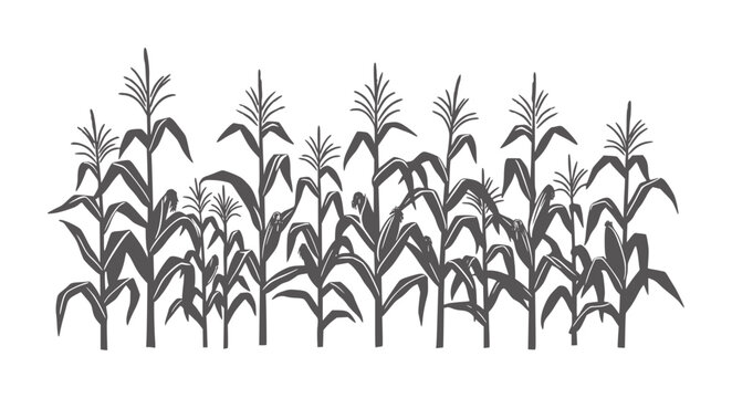 Dark grey silhouette of a dense cornfield with stalks and leaves maize