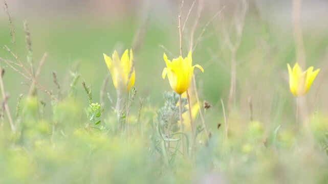 Yellow wild tulips blooming in a meadow with a soft focus background. Natural spring floral scene suitable for nature backgrounds, environmental themes, and seasonal promotions.