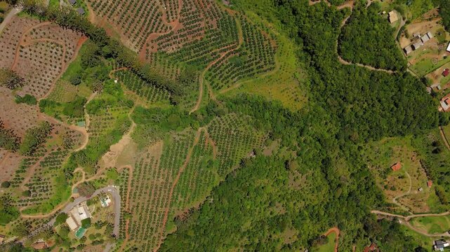 Overhead aerial view of agricultural plantations with organized crop rows, rural houses and forest landscape in Sao Bento do Sapucai, Brazil. Overhead and push in camera movement