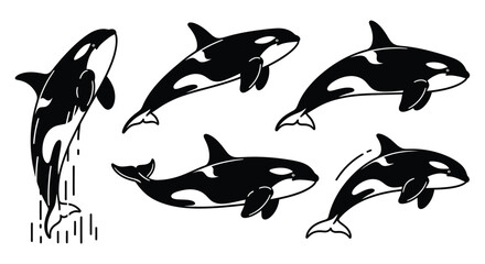 Obraz premium Set of Killer Whale Orca Cartoon Vector Illustrations - Various Poses of Marine Mammals Isolated on White Background