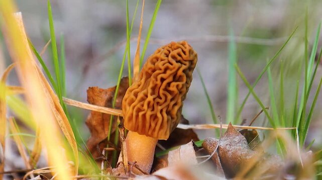 Wild Edible Morel Mushroom Growing in Green Spring Grass