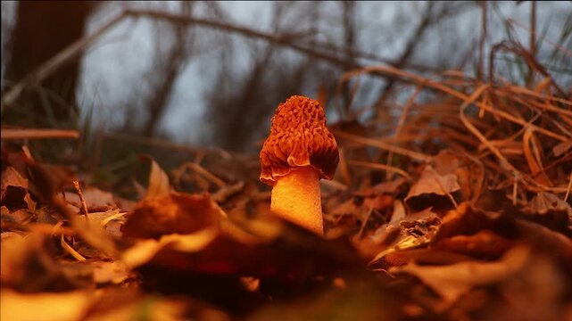 Wild Morel Mushroom Growing Among Dry Leaves in Spring Forest