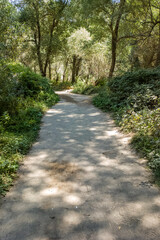 Fototapeta premium Sun drenched dirt path winding through a lush green forest with a natural tree arch, peaceful hiking trail in a summer woodland, bright morning light over scenic nature landscape for travel and zen.