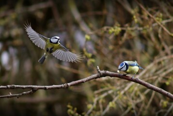 Two blue tits feeding on a branch © Karsten