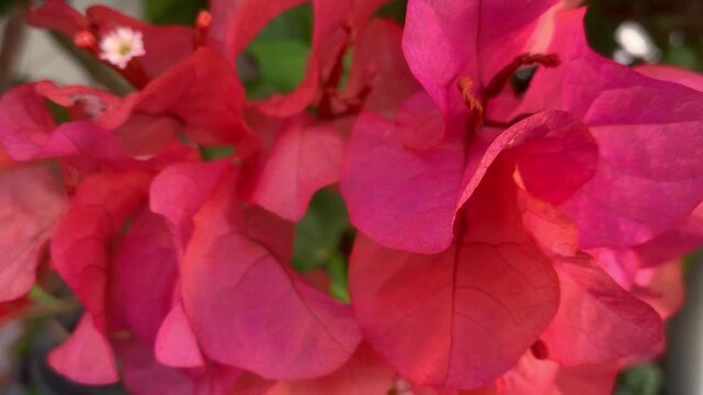 close up of red bougainvillea flower