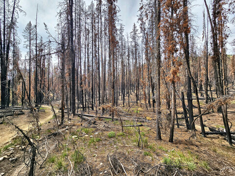 Dirt Trail Through Burned Forest with Charred Black Trees and Green Understory Regrowth