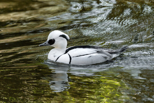 Male Smew drake bird swimming on a lake, featuring distinctive white plumage, black eye mask, and elegant profile reflected in calm, rippling water, wildlife and nature photography stock photo