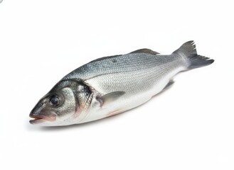 Obraz premium fish seabass Isolated on the white background