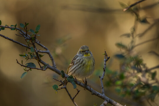 A european serin is perched on a branch. A serinus serinus in its native habitat. A small, yellow, singing bird in Spain.