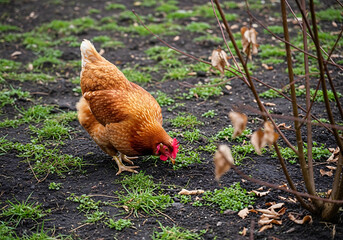 Fototapeta premium Brown hen foraging on green grass and dirt in outdoor setting: domestic fowl searching for food on a farm with farm animal