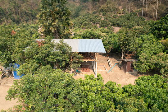 Serene countryside view, simple wooden structure under construction, lush green landscape with longan orchard and sloping hillside in background. Timber frame and metal sheet include.