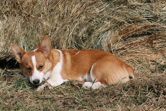 corgi puppy neer hay