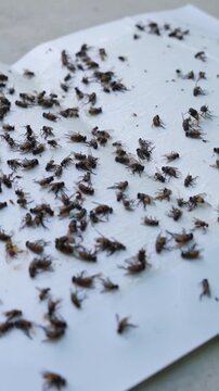 Close Up Sticky Glue Trap Catching Flies and Pests for Home Pest Control , Vertical video.