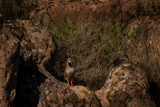 A red-legged partridge in its natural habitat in Spain. The partridge remains on top of the stone.