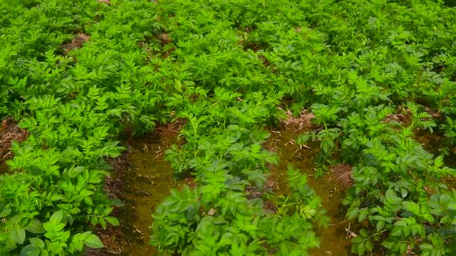 Lush green potato field crops growing vigorously in rich soil with gentle upward motion video
