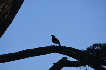 Fototapeta premium Bird shadow