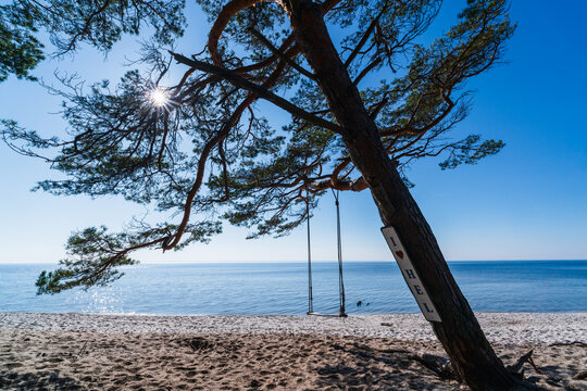Leaning pine tree with a swing on a sandy beach overlooking the Baltic Sea