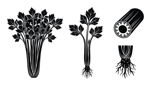 Celery stalks and leaves vector set including whole plant bundle sliced piece and root with sprouts