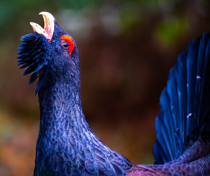 Wild capercaillie portrait with open beak.