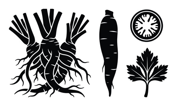 Burdock root vector illustration featuring bunch of tubers single root slice and leaf for medicine