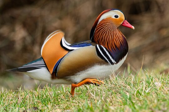 Close up portrait of a elegant bright colorful male mandarin duck walking in the green grass.