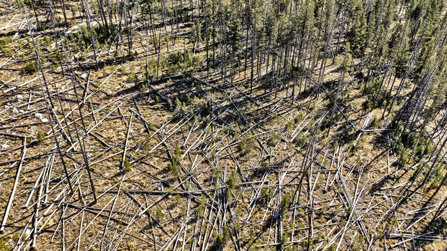 Aerial View of Mountain Pine Forest with Scattered Fallen Dead Trees from Storm or Beetle Kill