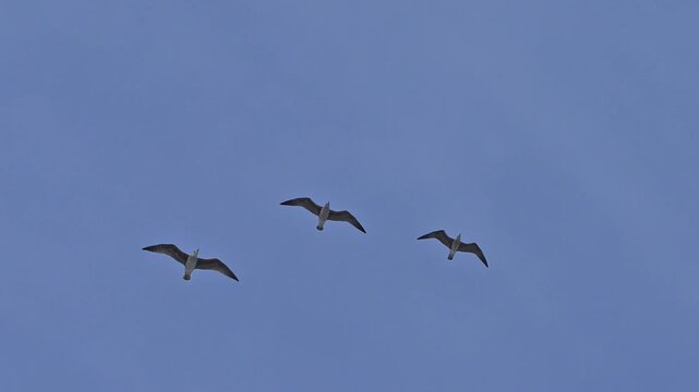 Drei M&ouml;ven (Laridae), im Flug, im Hintergrund blauer Himmel, Seahouses, Northumberland, England, Gro&szlig;britannien