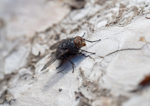 Blowfly (Calliphora sp.) macro detail showing dipteran insect characteristics on Romeu mountain, Sagunto, Valencia, Spain.