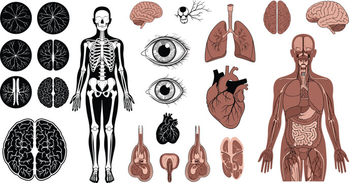 Human Anatomy Organs and Skeleton Set with Brain, Heart, Lungs and Body Systems Medical Vector Illustration Collection for Biology and Healthcare Education