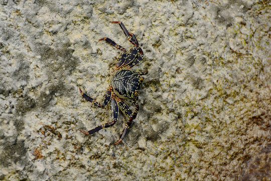 Thin-shelled rock crab (Grapsus tenuicrustatus), also known as Natal lightfoot crab, on a rock at the beach Anse Source d'Argent on the island of La Digue, Seychelles
