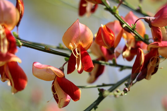 Close-Up of Red and Yellow Broom Flowers in Sunlight