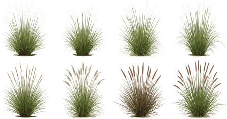 Set of realistic pampas grass and decorative garden weeds vector illustrations featuring various tall ornamental plants for landscape design outdoor architecture and botanical visualization projects. © Hosneara