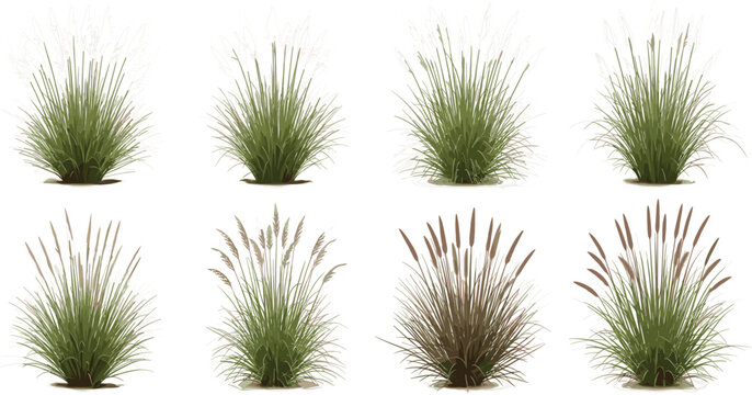 Set of realistic pampas grass and decorative garden weeds vector illustrations featuring various tall ornamental plants for landscape design outdoor architecture and botanical visualization projects.
