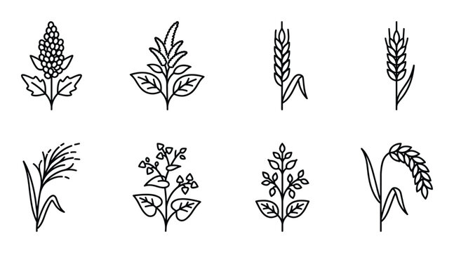 Cereal crops and grain icons set including quinoa amaranth wheat barley rice buckwheat and oat plant