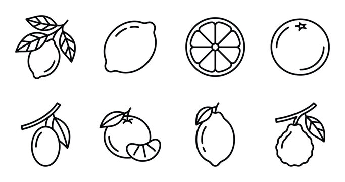 Collection of citrus fruits icons on transparent background, outline drawings