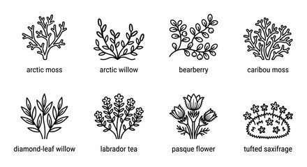 Eight arctic plant line illustrations with names: arctic moss, willow, bearberry, caribou moss, willow. © GoDesigner