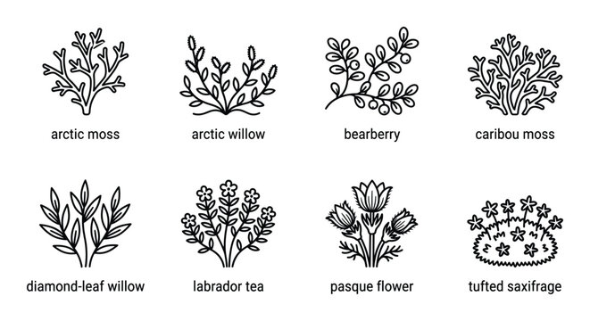 Eight arctic plant line illustrations with names: arctic moss, willow, bearberry, caribou moss, willow.