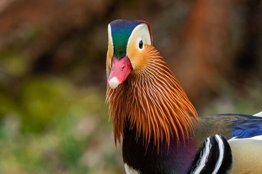 Close up portrait of an elegant colorful male mandarin duck walking in the green grass. Blurry background.