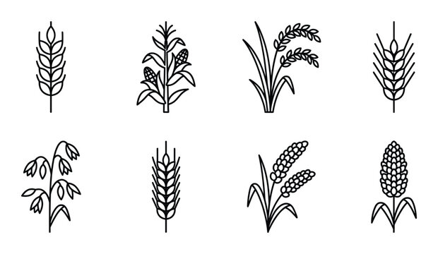 Line art icons of cereal grains, wheat, corn, rice, barley and oats on transparent background