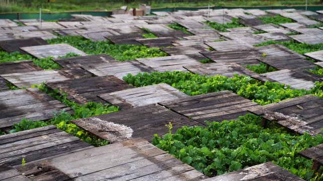 Nursery of fresh organic vegetables growing in a checkerboard pattern field covered with rustic wooden boards