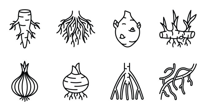 Set of eight root vegetable and plant root line art icons with transparent background. Healthy food