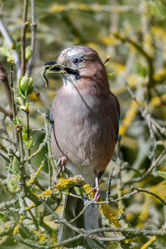 Jay with Twig