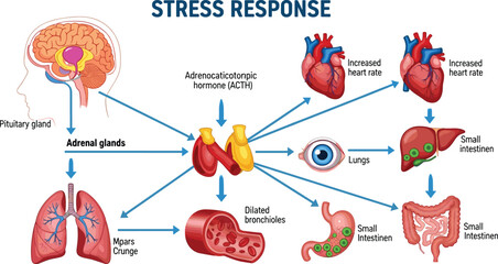 Medical infographic vector illustration of human stress response showing pituitary gland adrenal glands heart lungs and digestive system