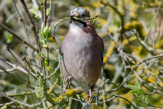 Jay Building Nest