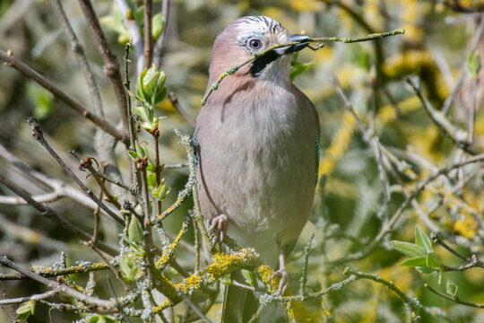 Jay Building Nest