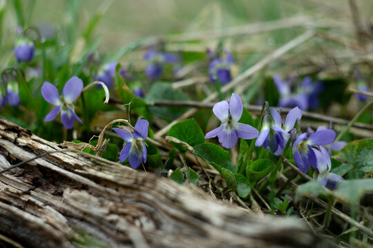 beautiful flowers Viola reichenbachiana in the forest