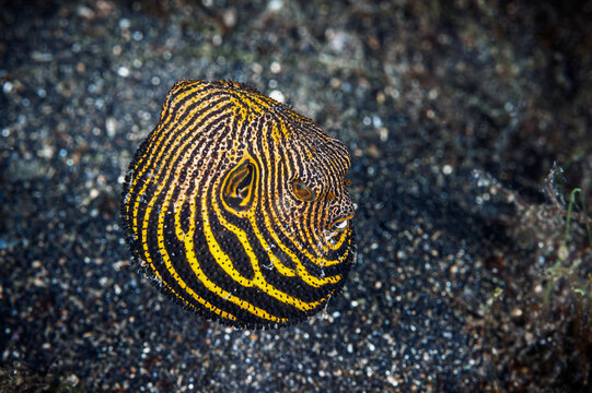 A picture of a puffer fish